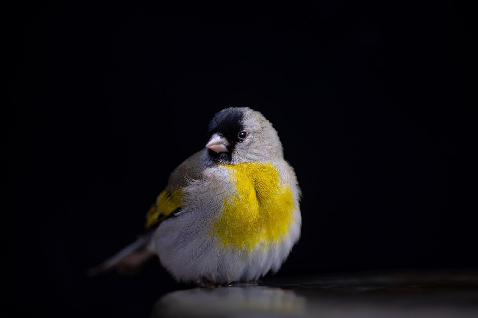 Lawrence's Goldfinch Photo by Tom Ford-Hutchinson