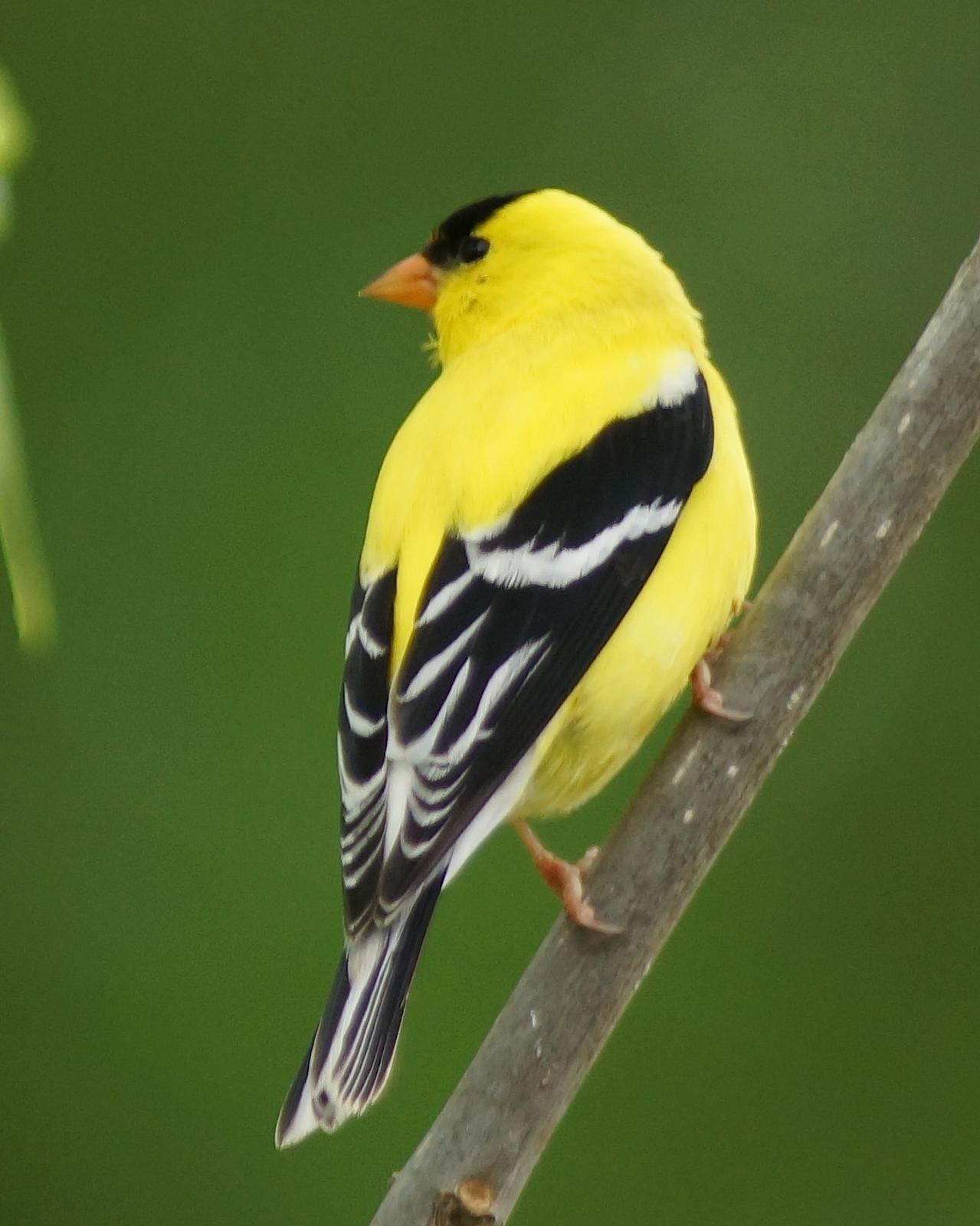 American Goldfinch Photo by Gerald Hoekstra