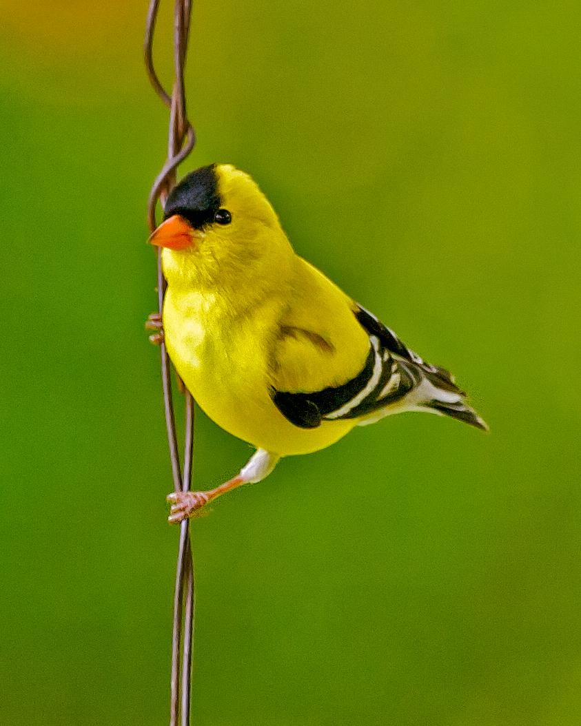 American Goldfinch Photo by JC Knoll