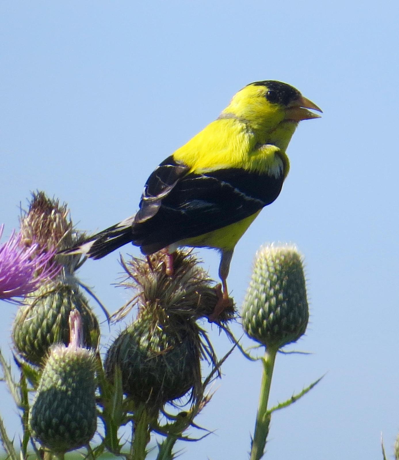 American Goldfinch Photo by Don Glasco