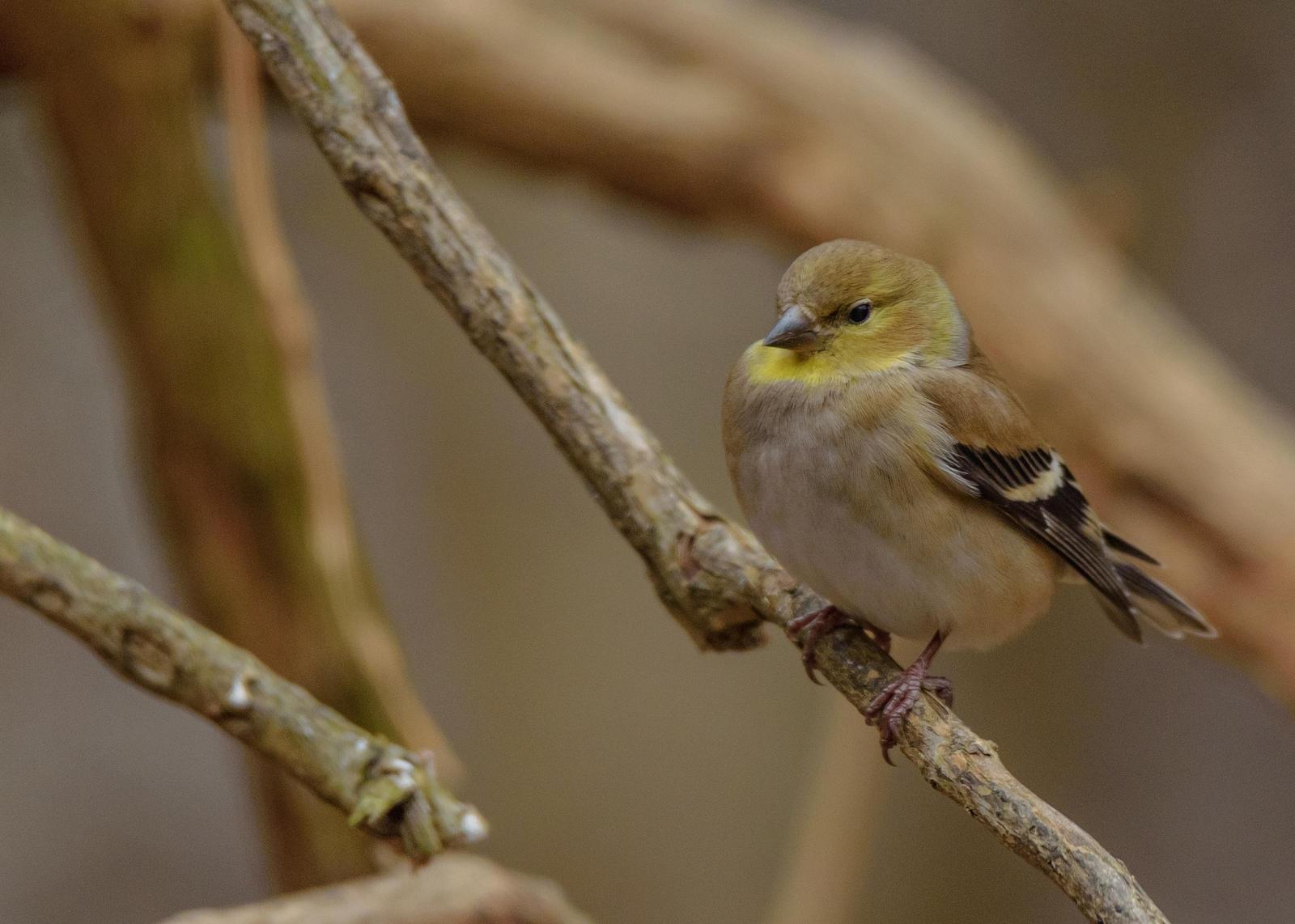 American Goldfinch Photo by Keshava Mysore