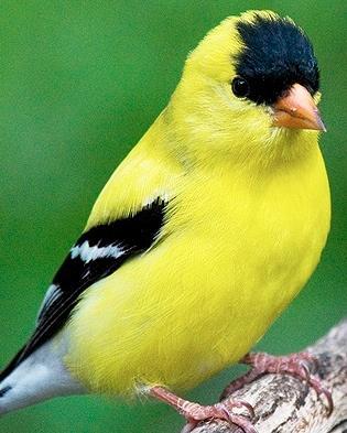 American Goldfinch Photo by Pete Myers