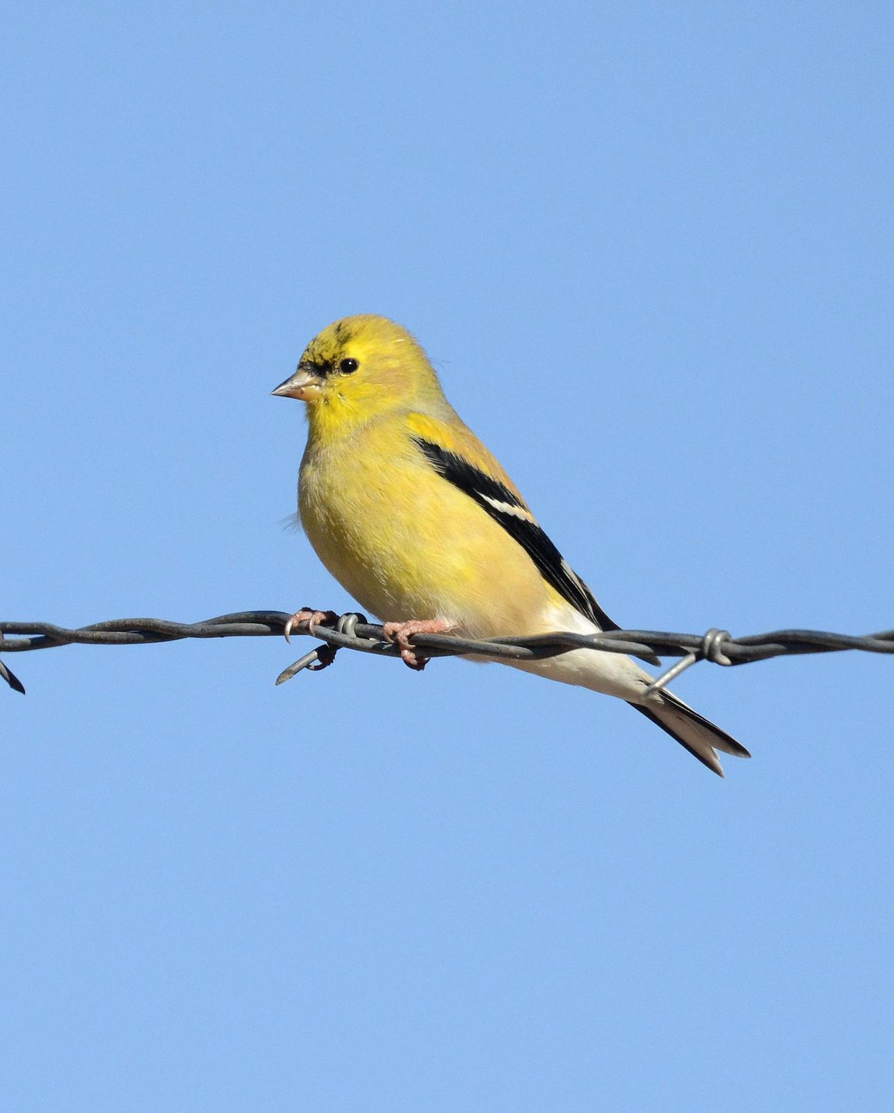 American Goldfinch Photo by Steven Mlodinow