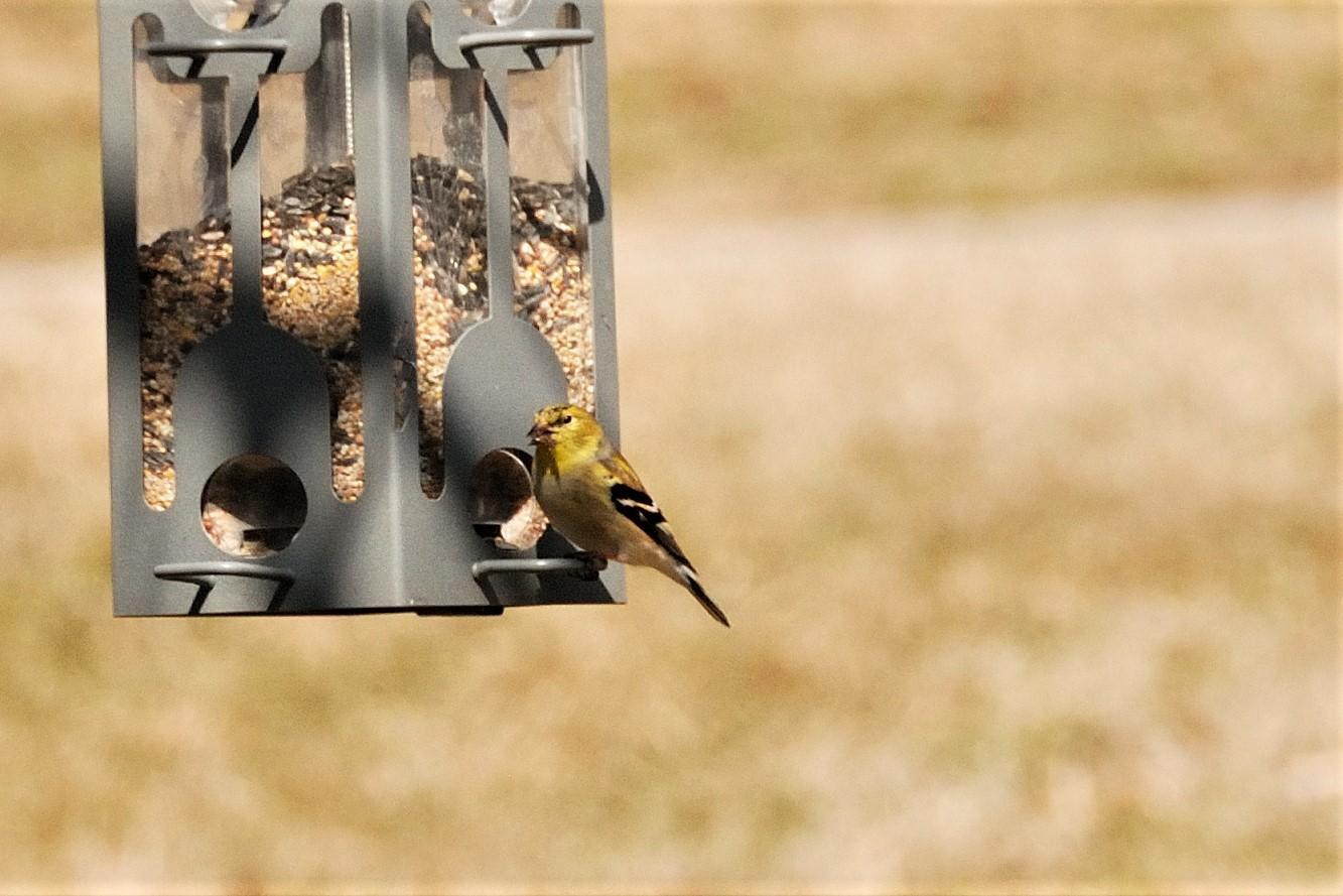 American Goldfinch Photo by RM Beck