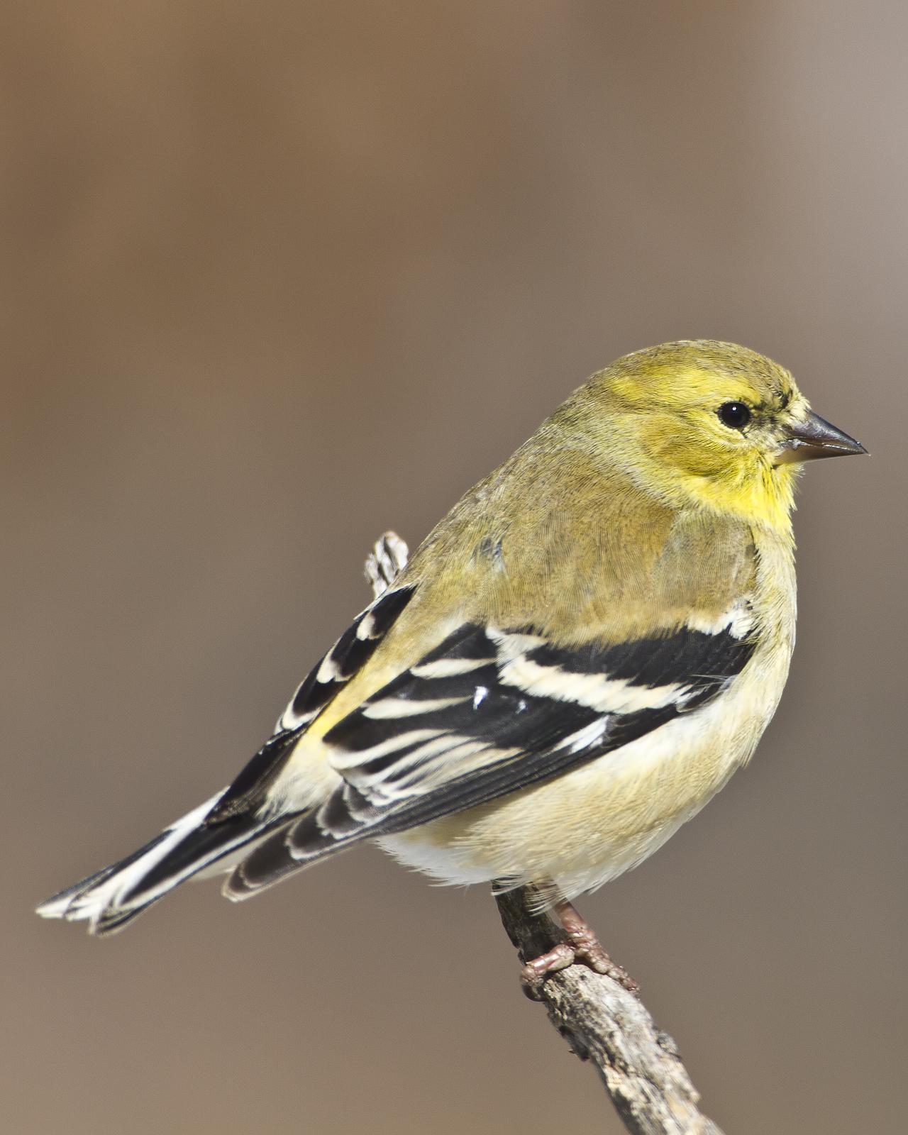 American Goldfinch Photo by Bill Adams