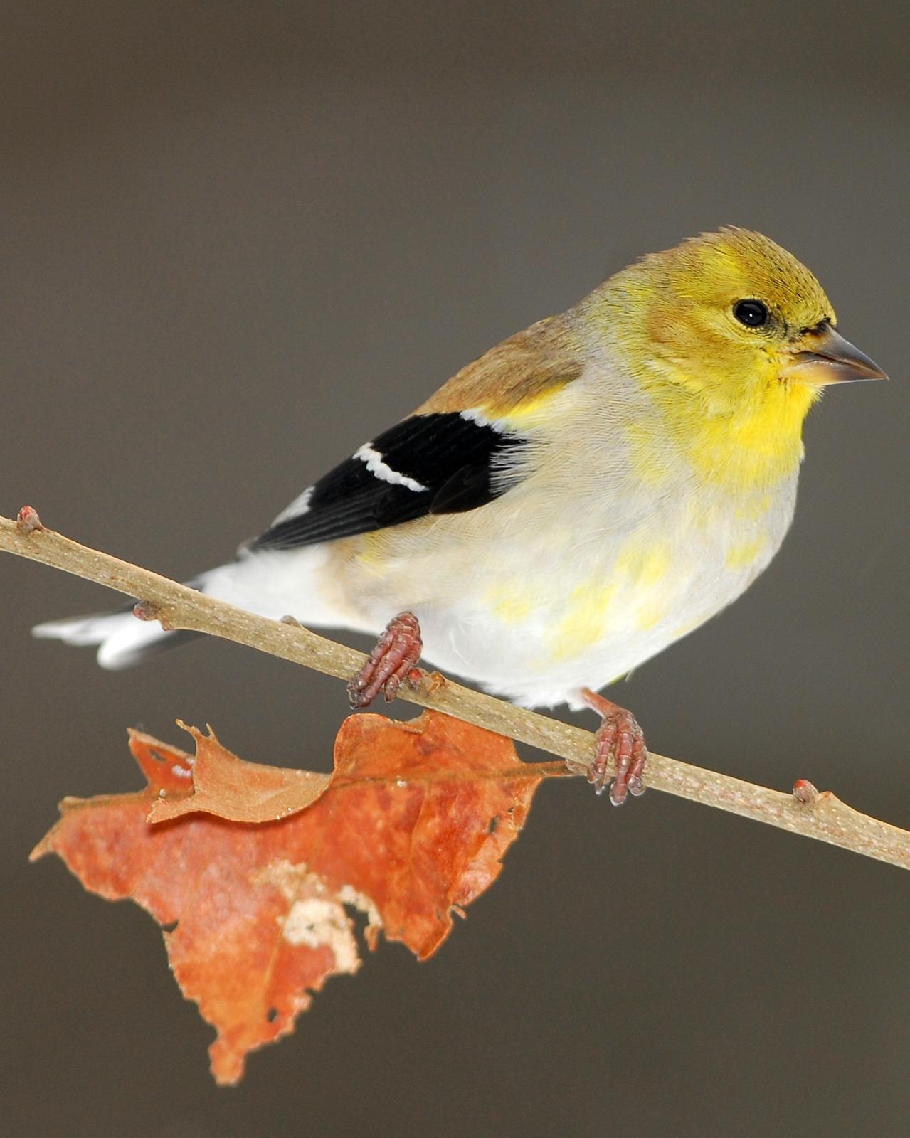American Goldfinch Photo by David Hollie