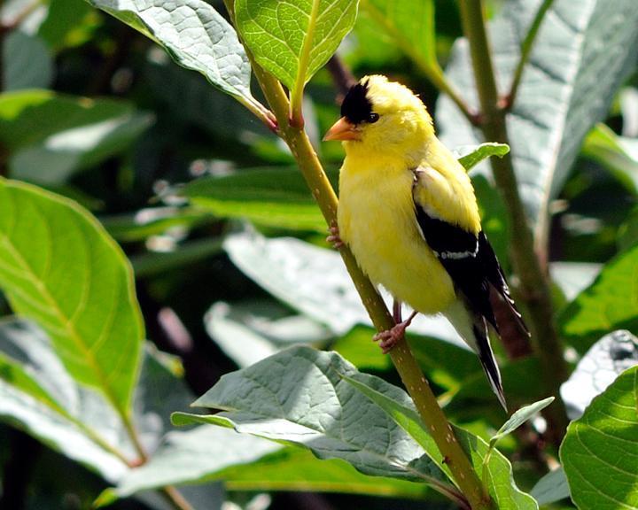 American Goldfinch Photo by Jean-Pierre LaBrèche