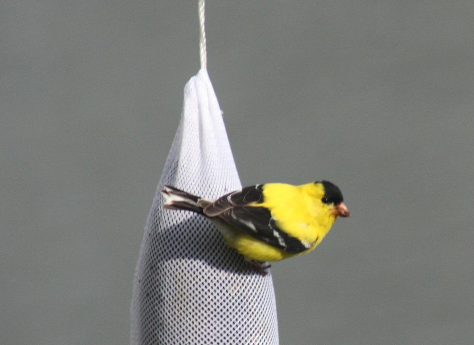 American Goldfinch Photo by Ray Watkins