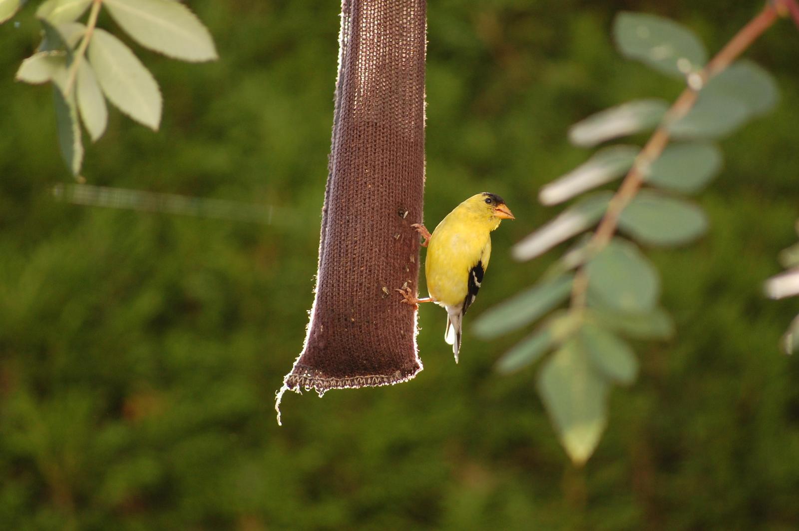 American Goldfinch Photo by Ted Goshulak