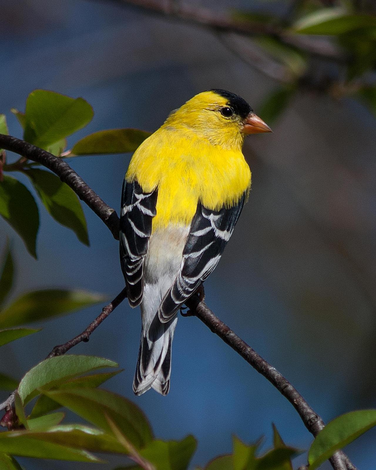 American Goldfinch Photo by Mark Blassage