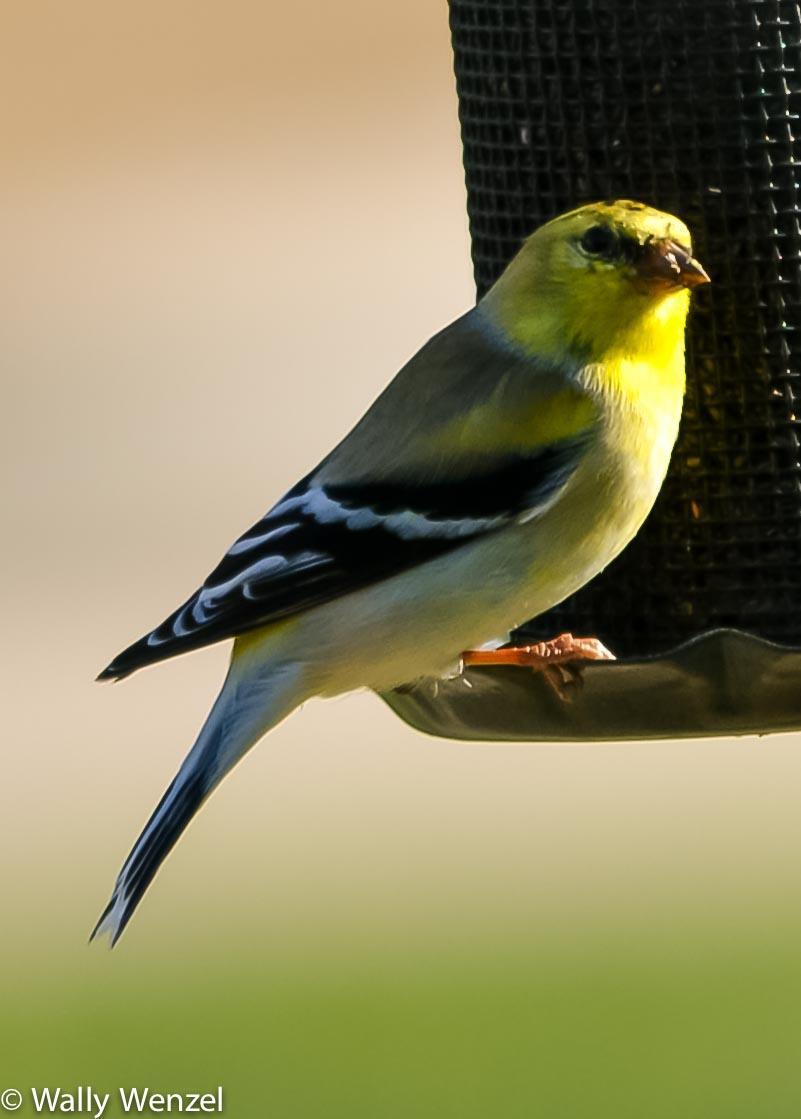American Goldfinch Photo by Wally Wenzel