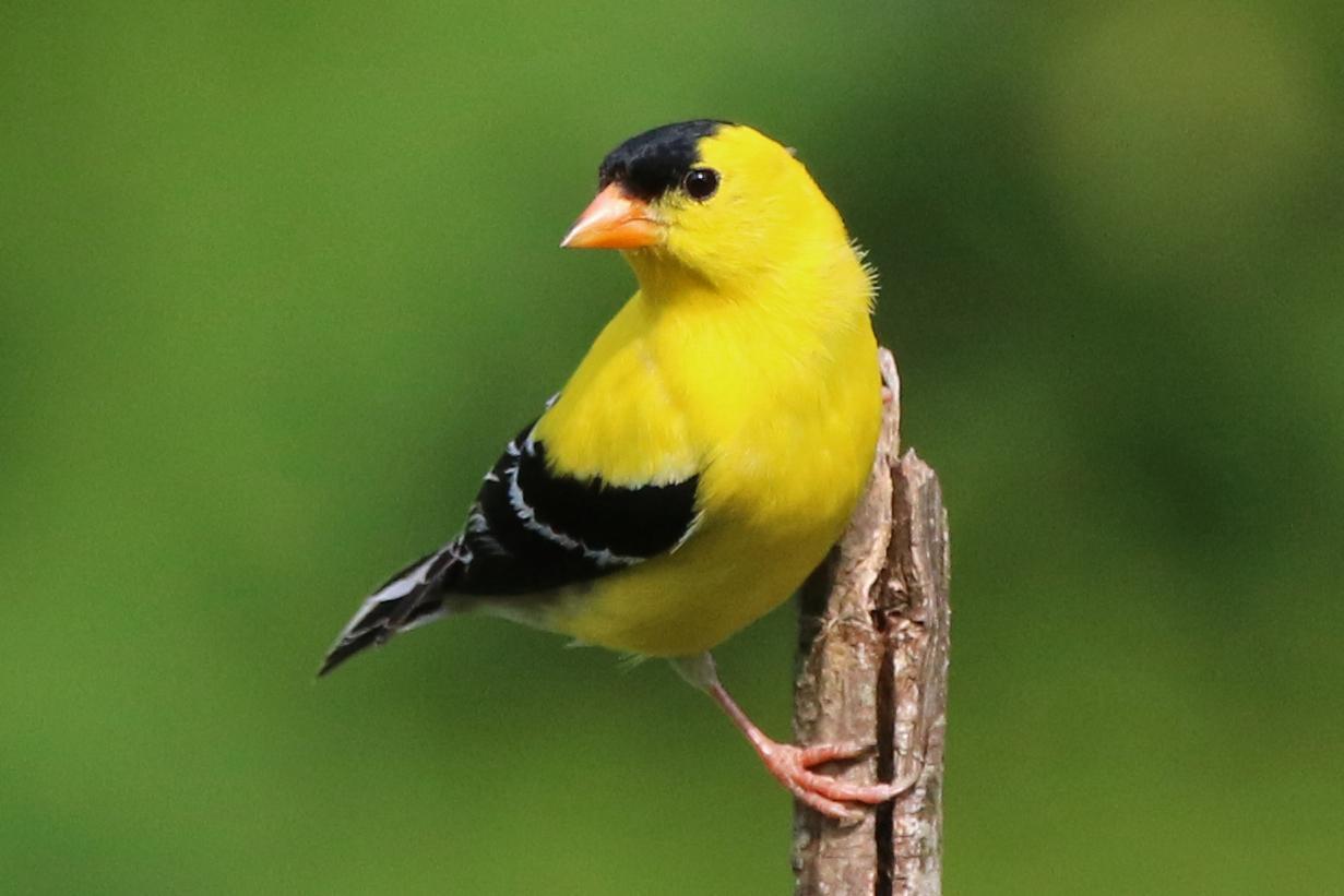 American Goldfinch Photo by Kristy Baker