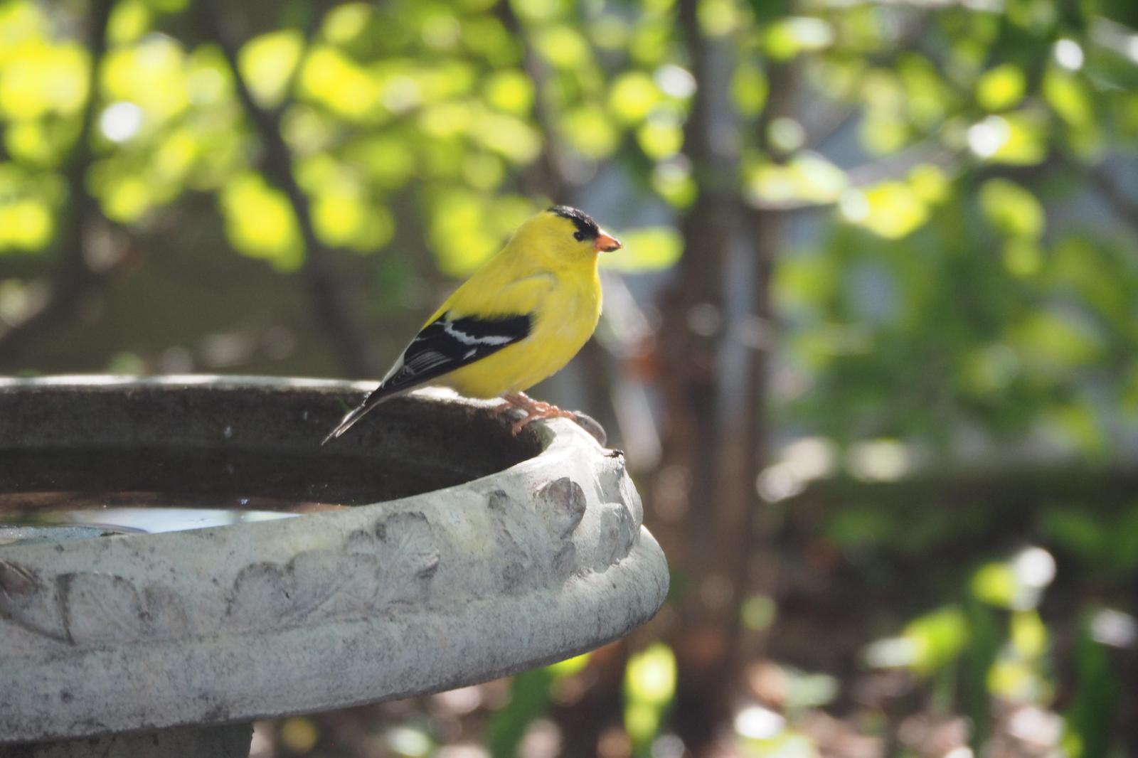 American Goldfinch Photo by Colin Hill
