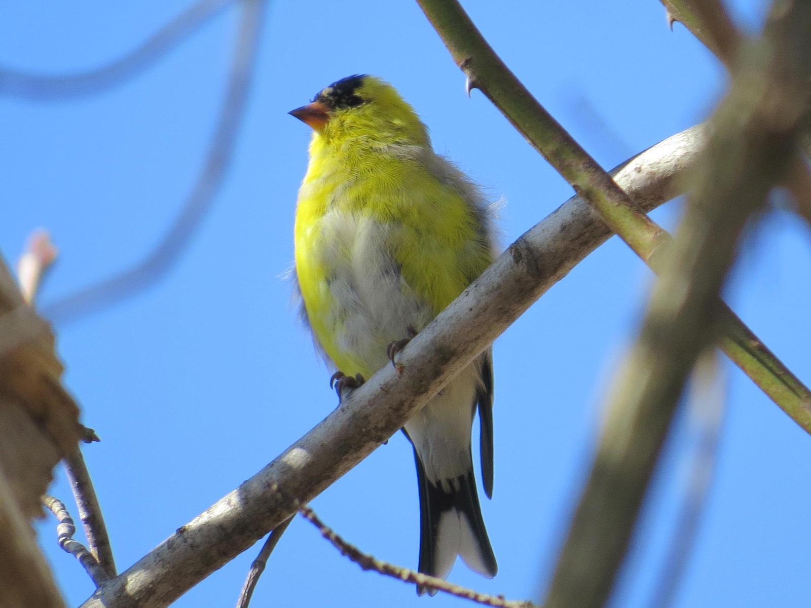 American Goldfinch Photo by Kathy Wooding