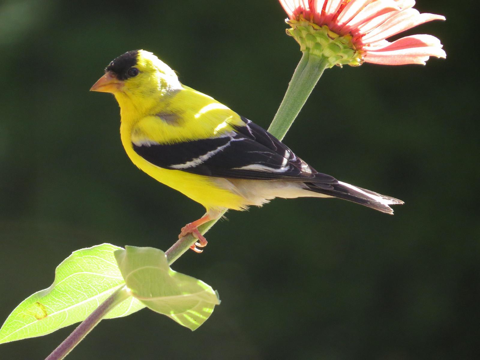 American Goldfinch Photo by Kathy Wooding