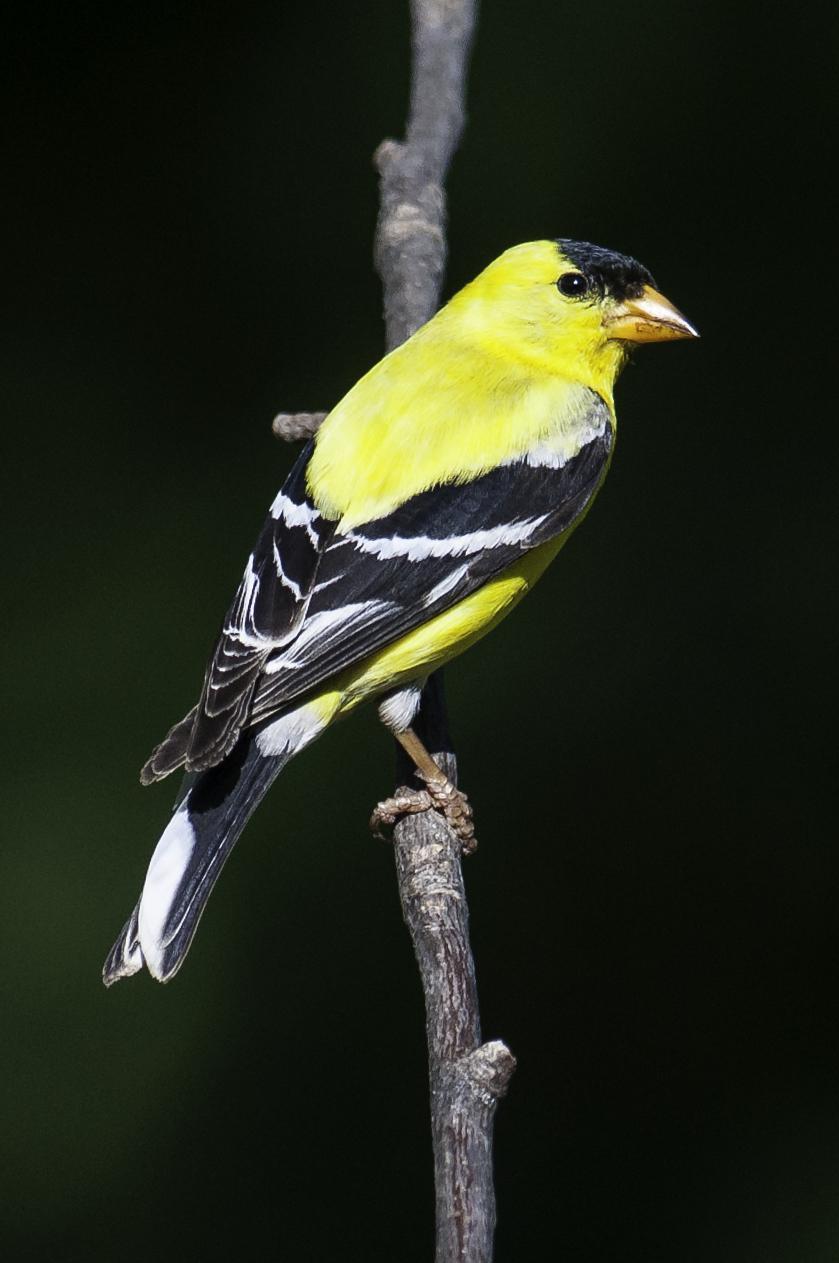 American Goldfinch Photo by Mason Rose