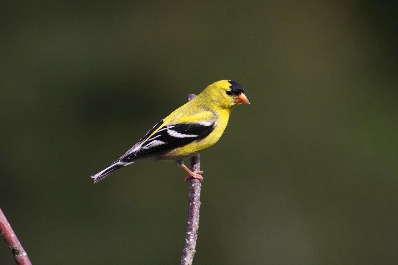 American Goldfinch Photo by Tom Shreve