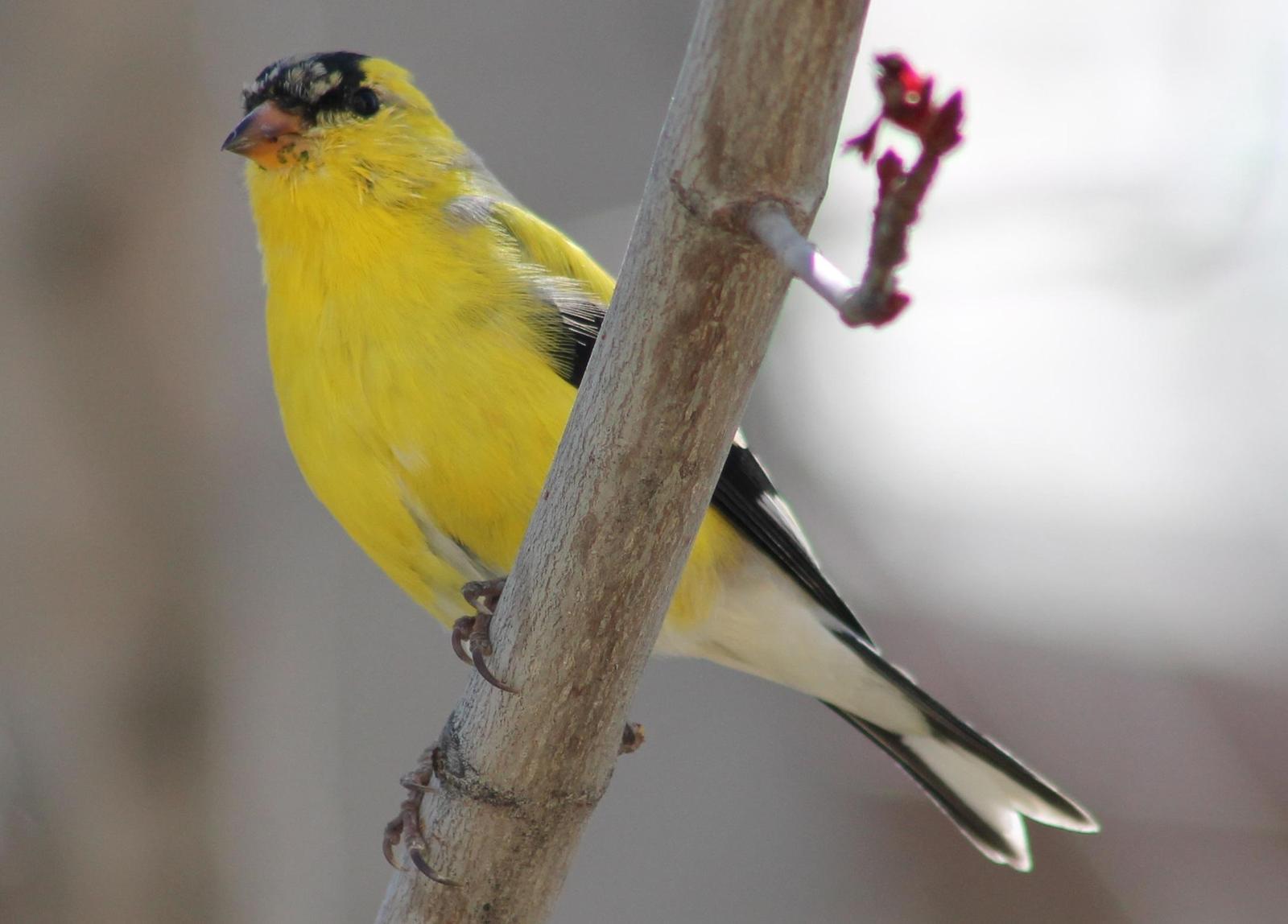 American Goldfinch Photo by Lorraine Lanning