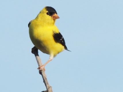 American Goldfinch Photo by Tony Heindel