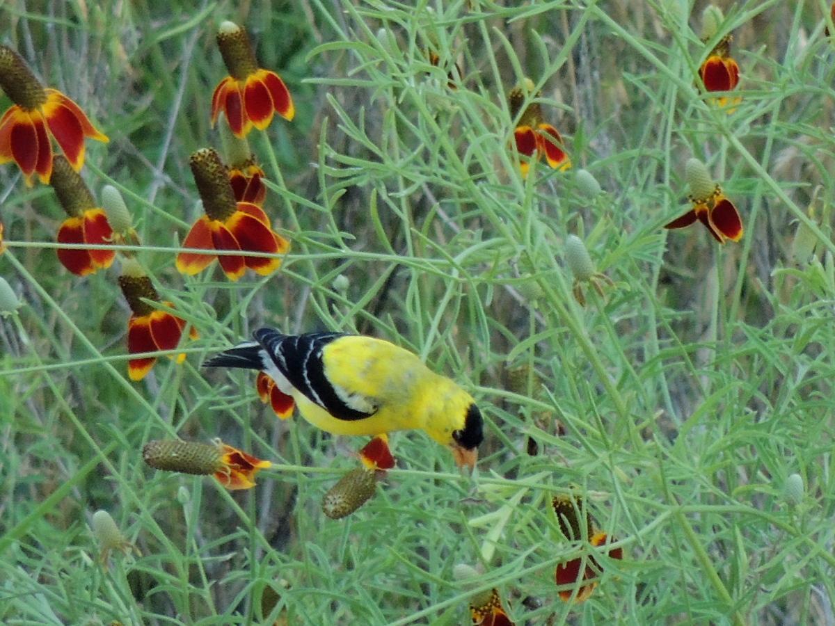 American Goldfinch Photo by Tony Heindel