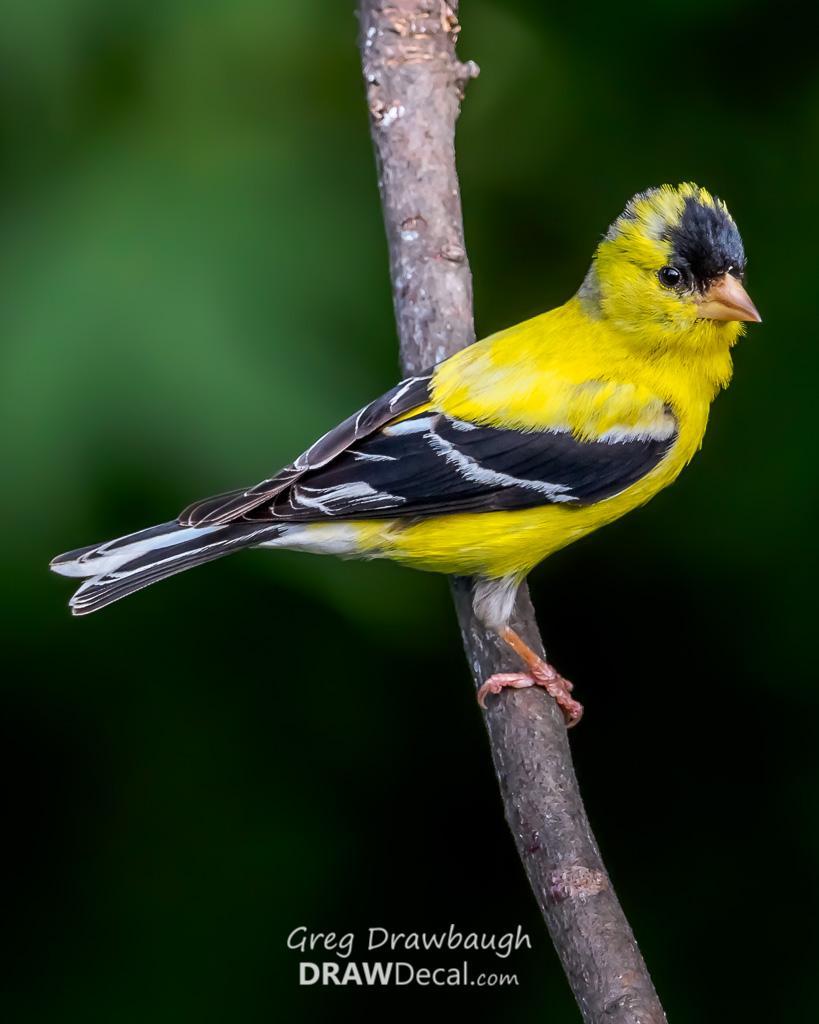 American Goldfinch Photo by Greg Drawbaugh