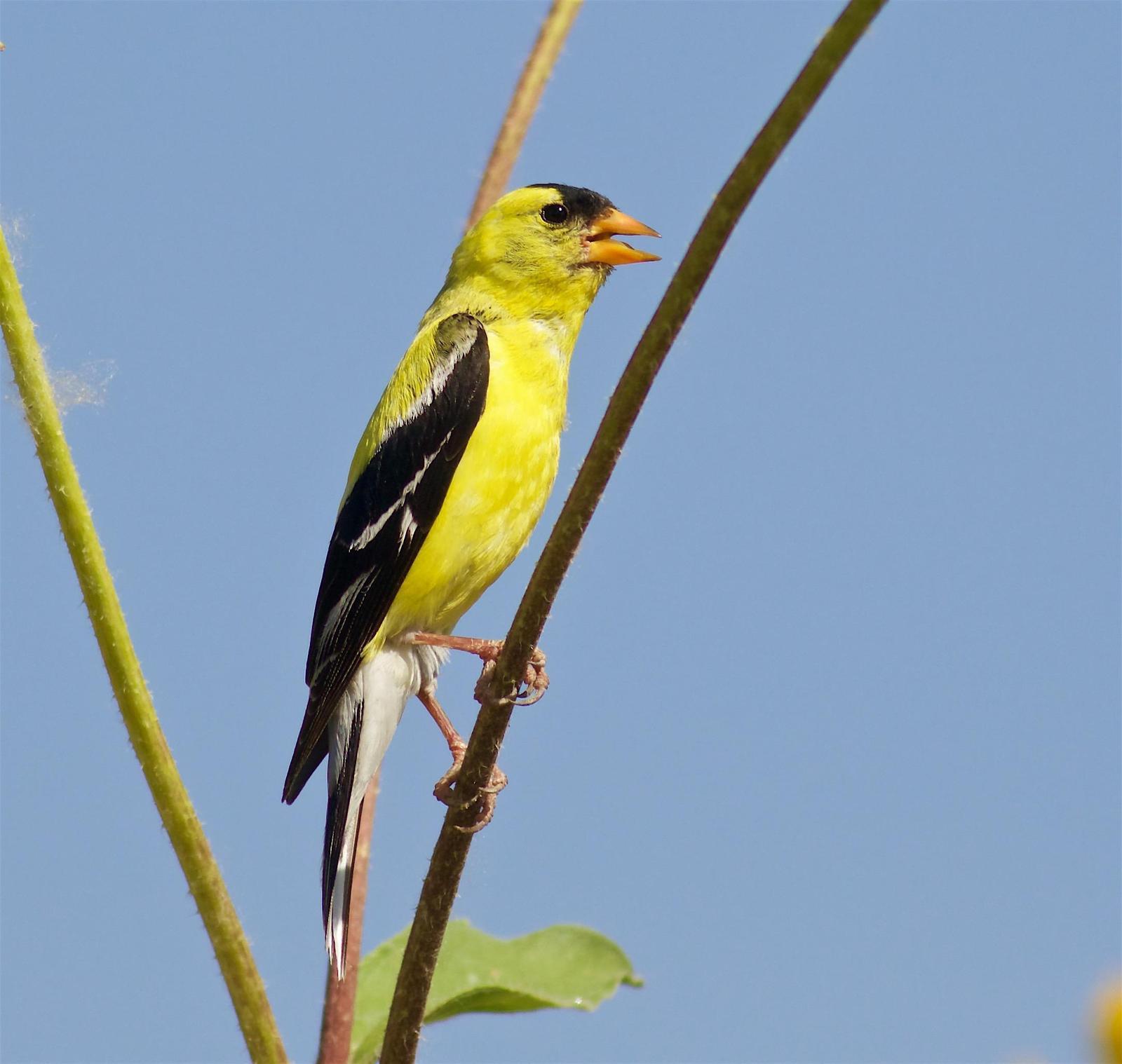 American Goldfinch Photo by Kathryn Keith