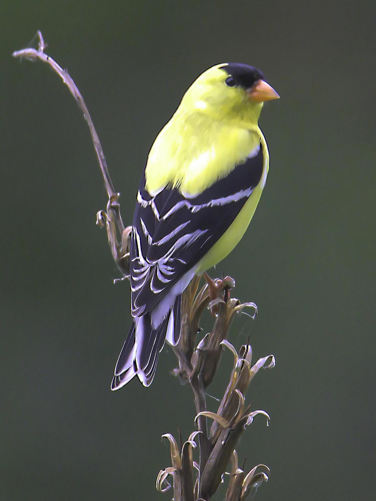 American Goldfinch Photo by Dan Tallman