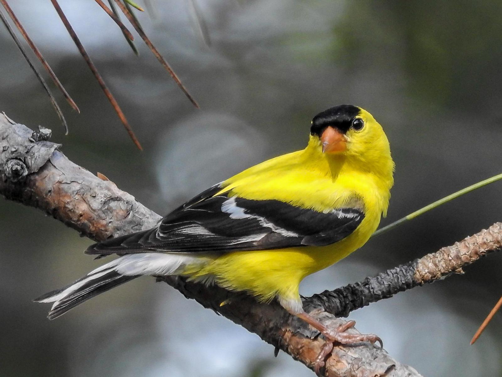 American Goldfinch Photo by Joanne Bartkus