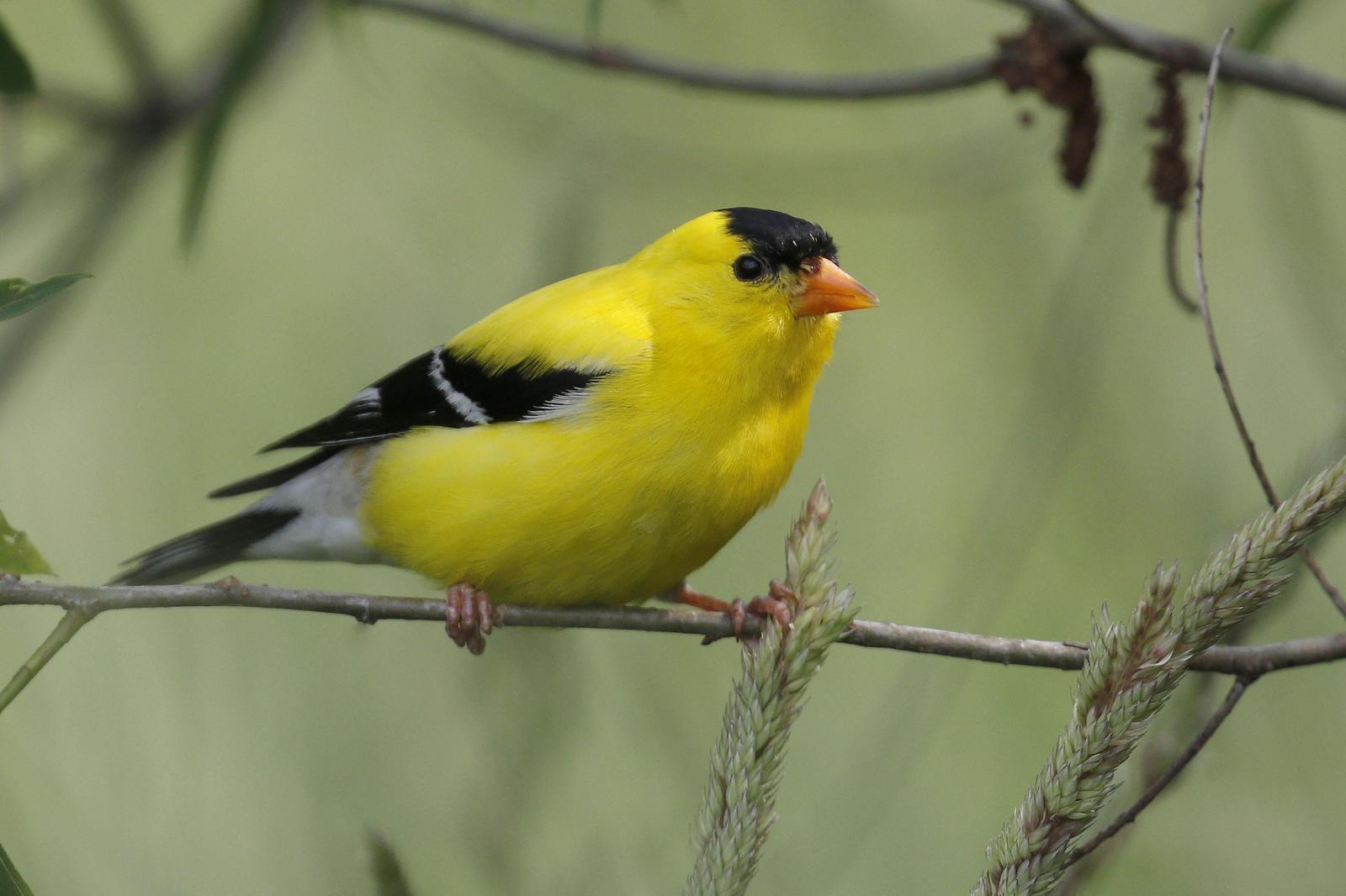 American Goldfinch Photo by Donna Pomeroy