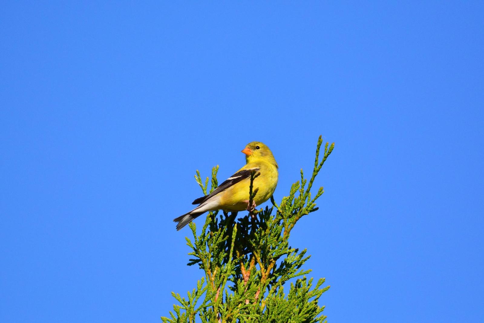 American Goldfinch Photo by Linda Cote