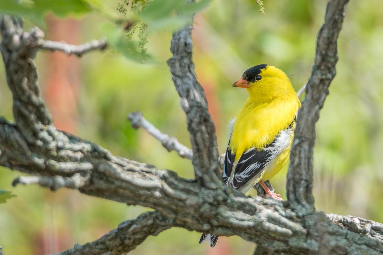 American Goldfinch Photo by Layton  Rikkers