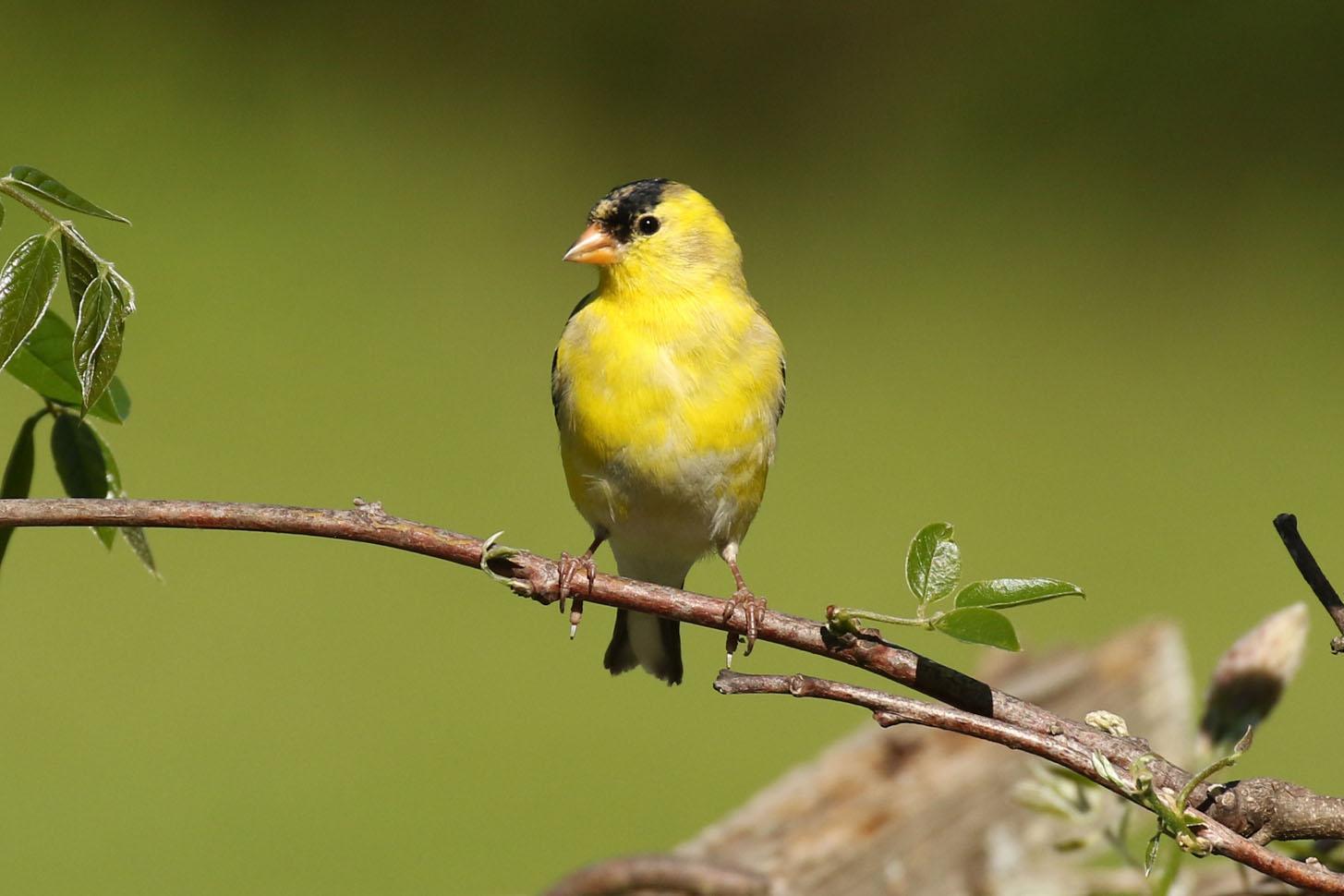 American Goldfinch Photo by Kristy Baker