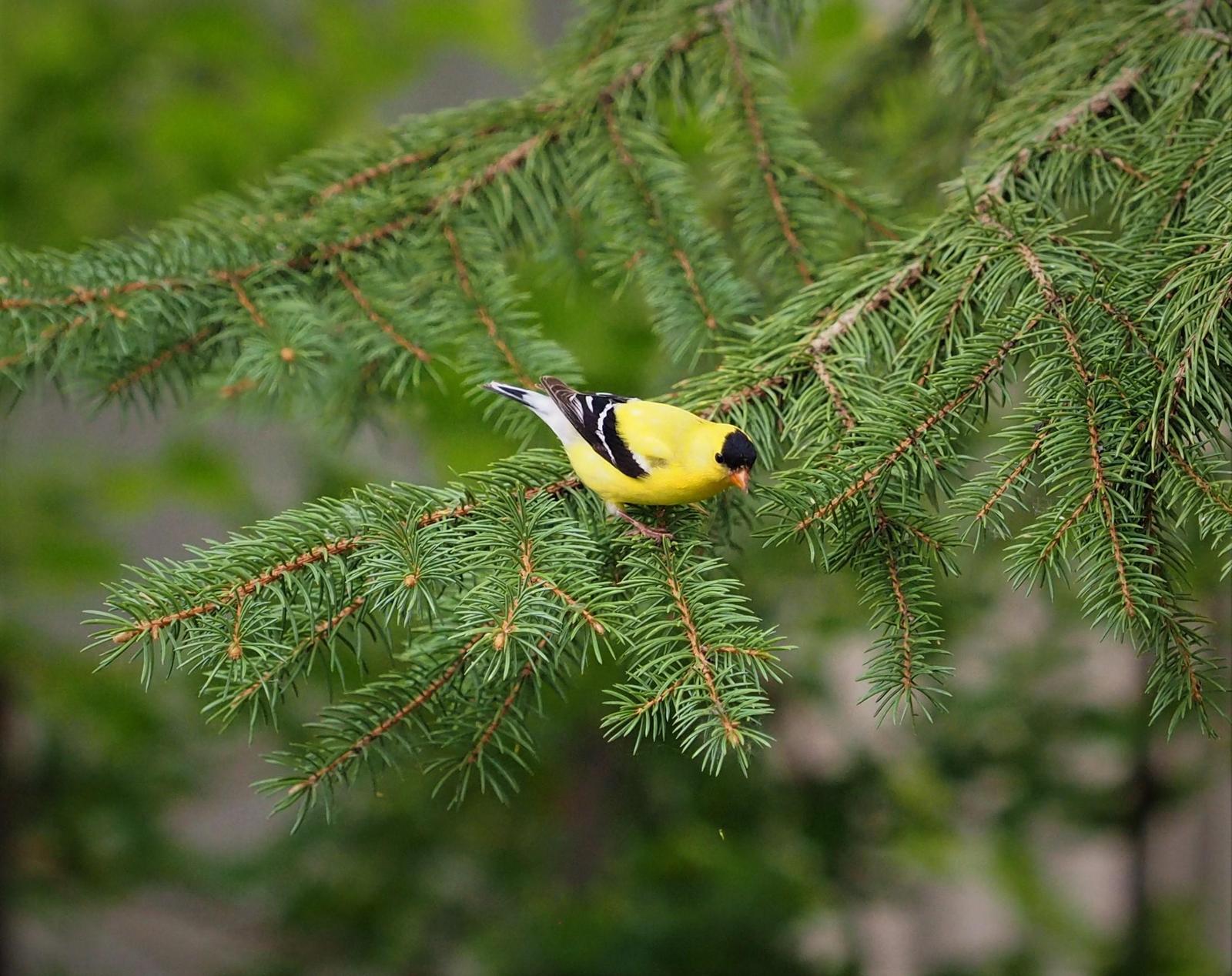 American Goldfinch Photo by Colin Hill