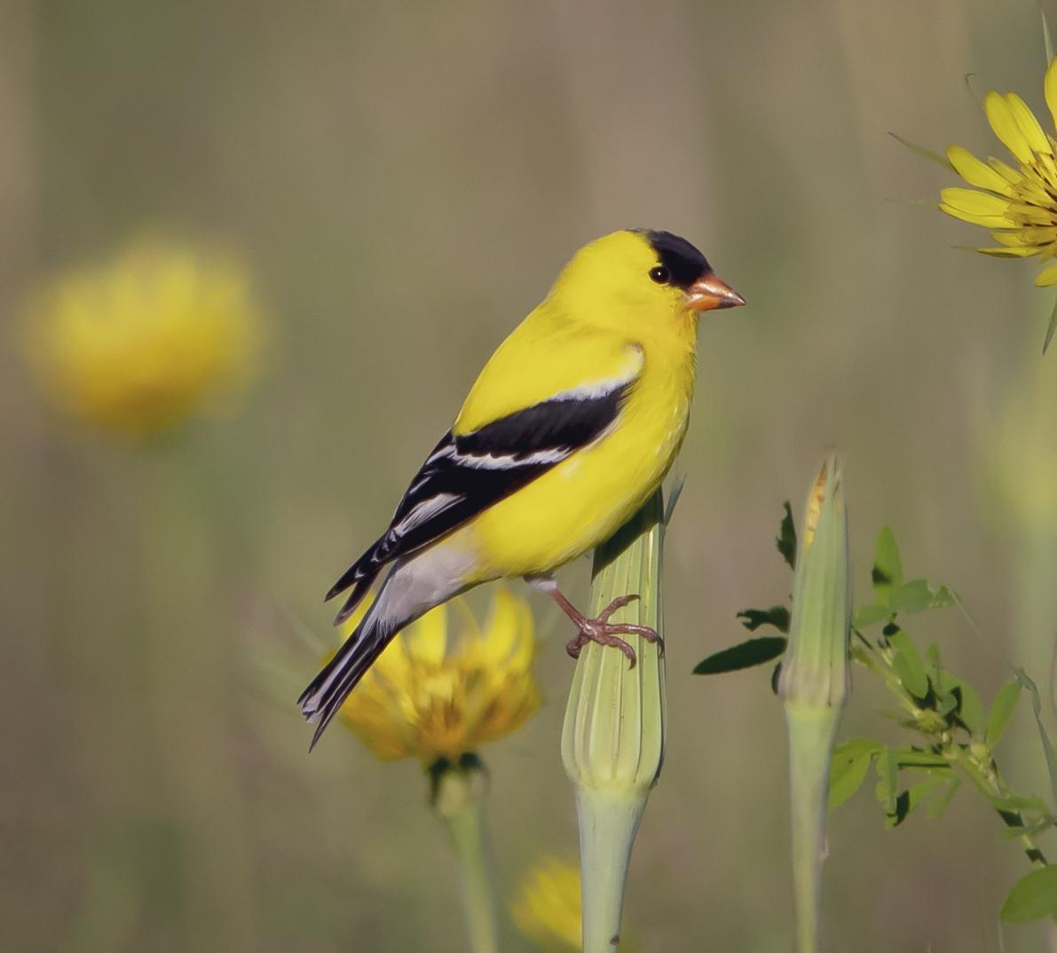 American Goldfinch Photo by Tom Gannon