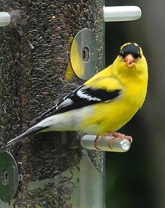 American Goldfinch Photo by Craig Ritchie