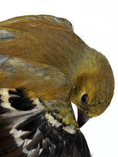 American Goldfinch Photo by Dan Tallman