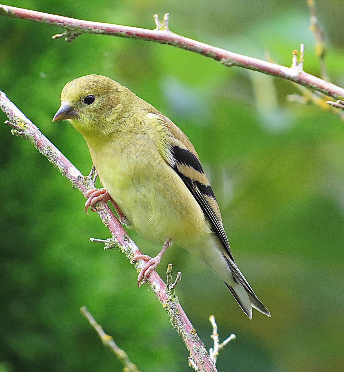 American Goldfinch Photo by Brian Avent