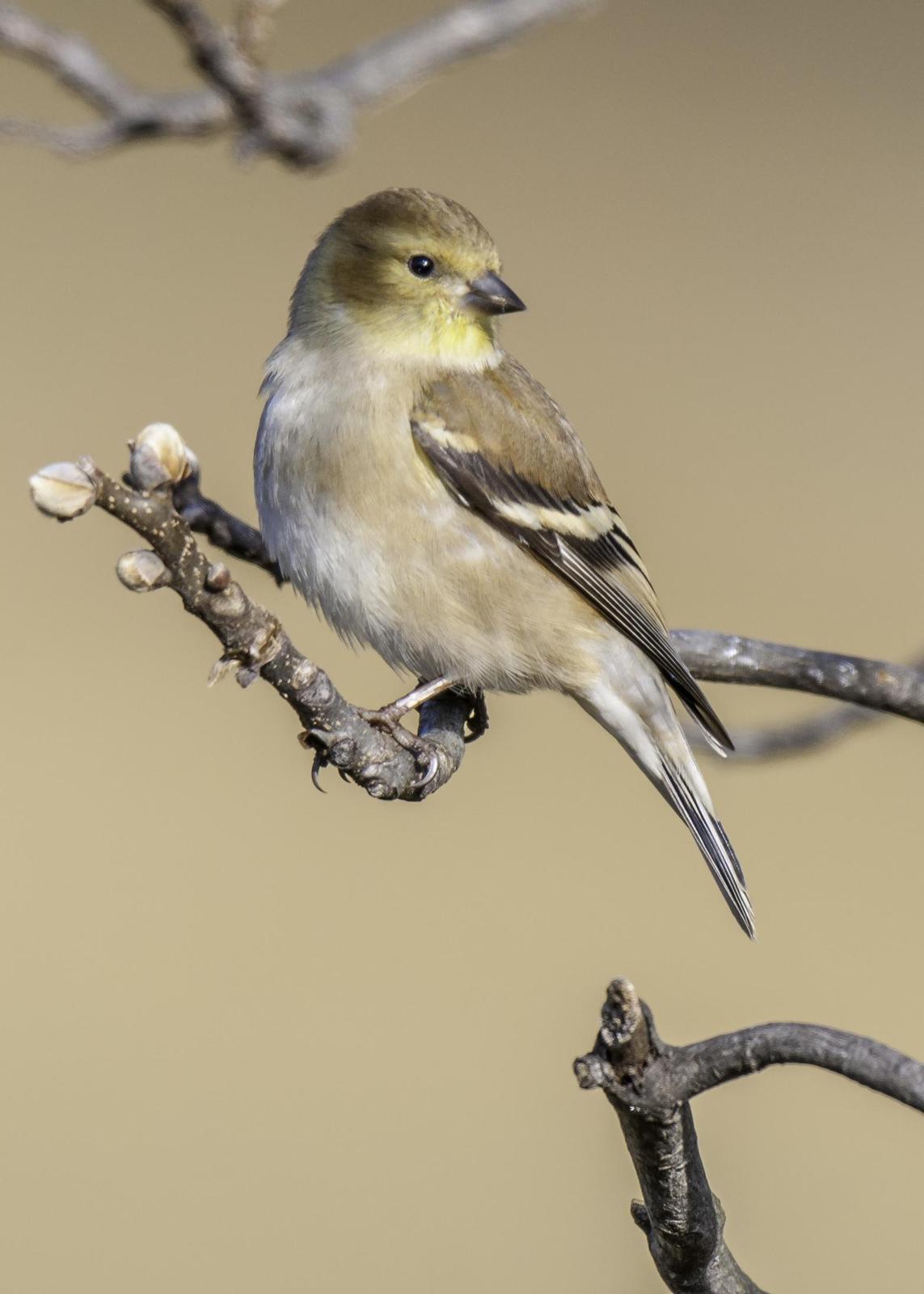 American Goldfinch Photo by Mason Rose