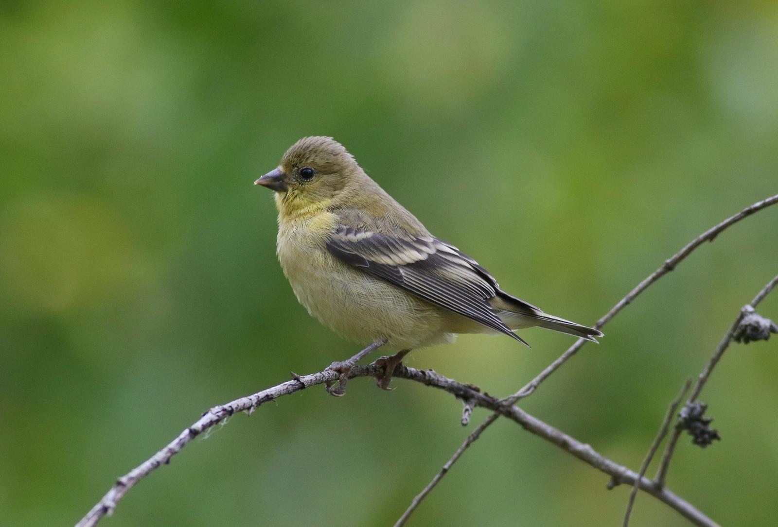 American Goldfinch Photo by Tom Ford-Hutchinson