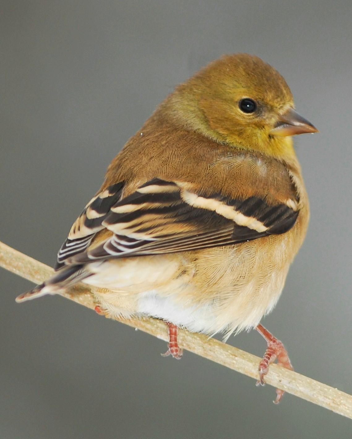 American Goldfinch Photo by None