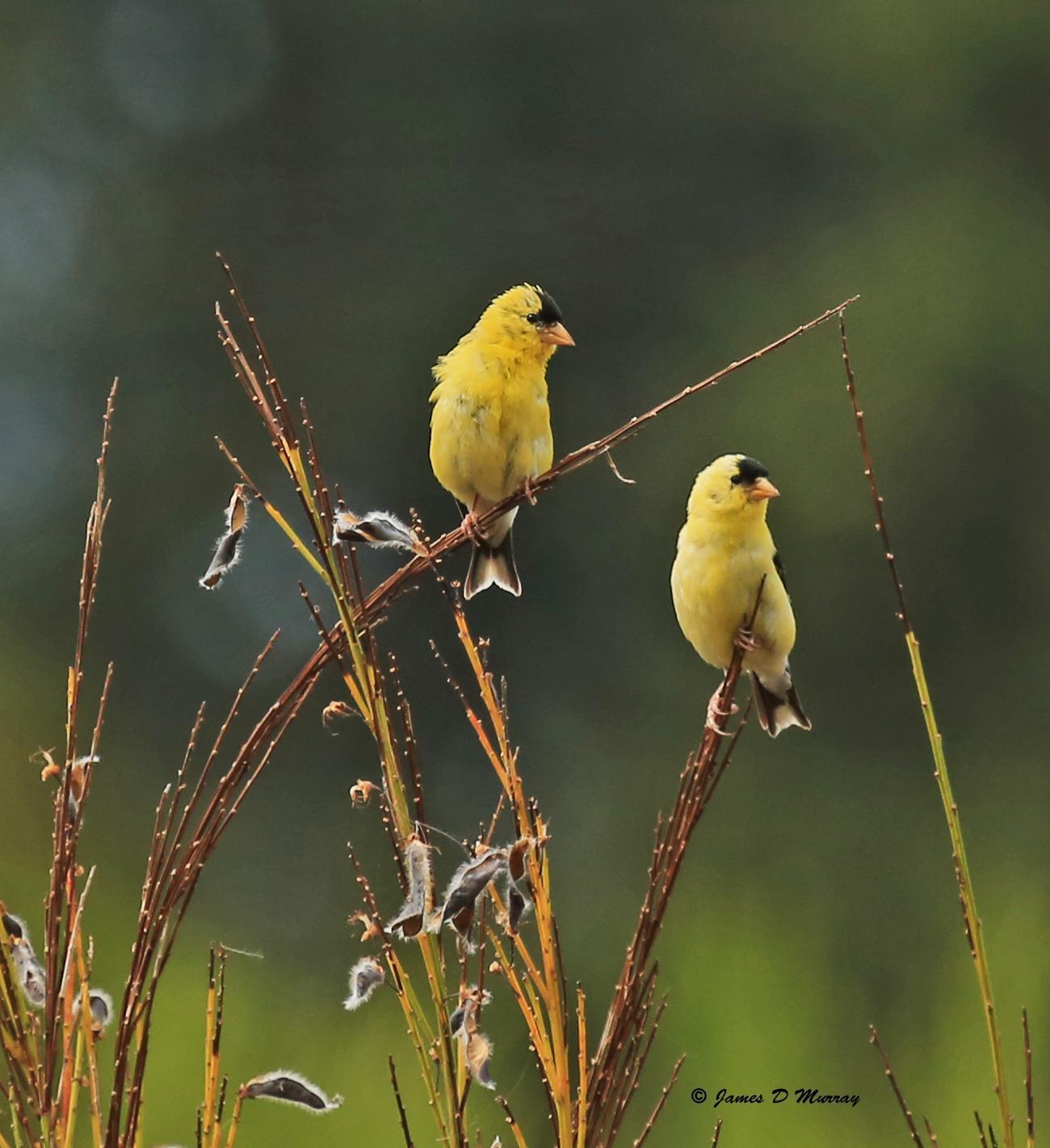 American Goldfinch Photo by Jim  Murray