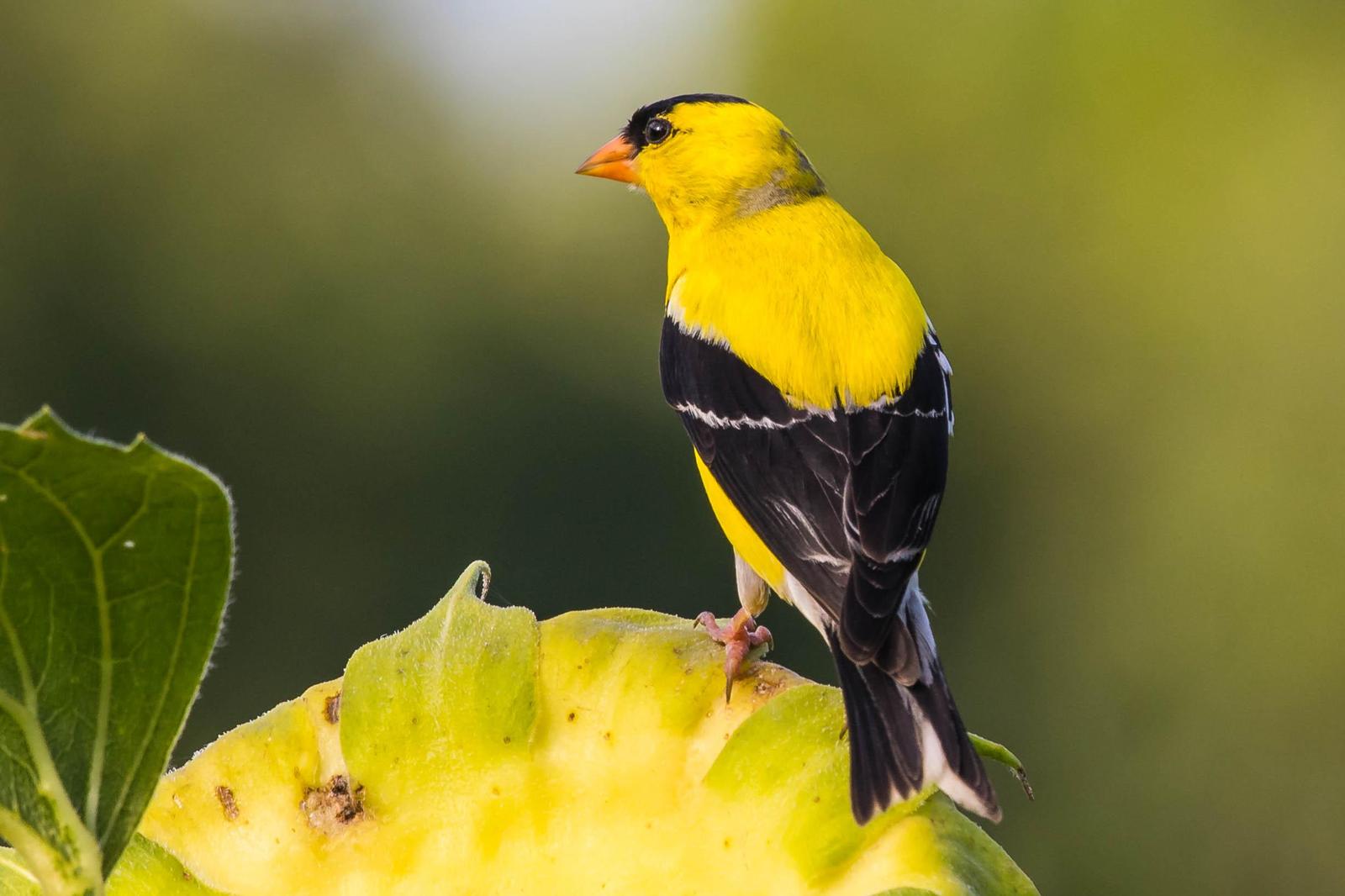 American Goldfinch Photo by Terry Campbell