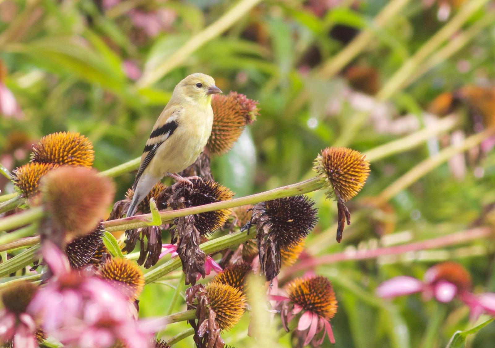 American Goldfinch Photo by Kathryn Keith