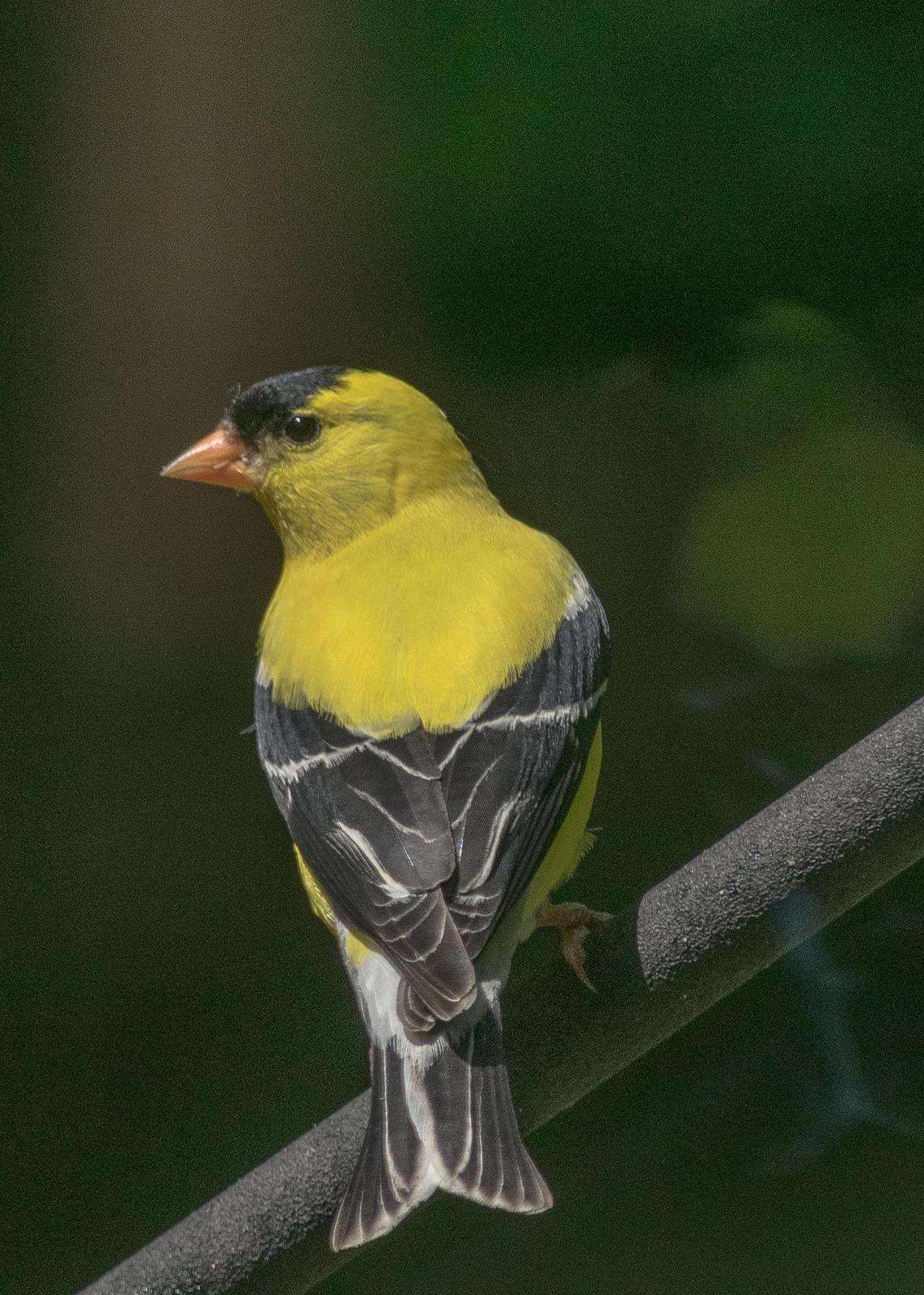 American Goldfinch Photo by Keshava Mysore