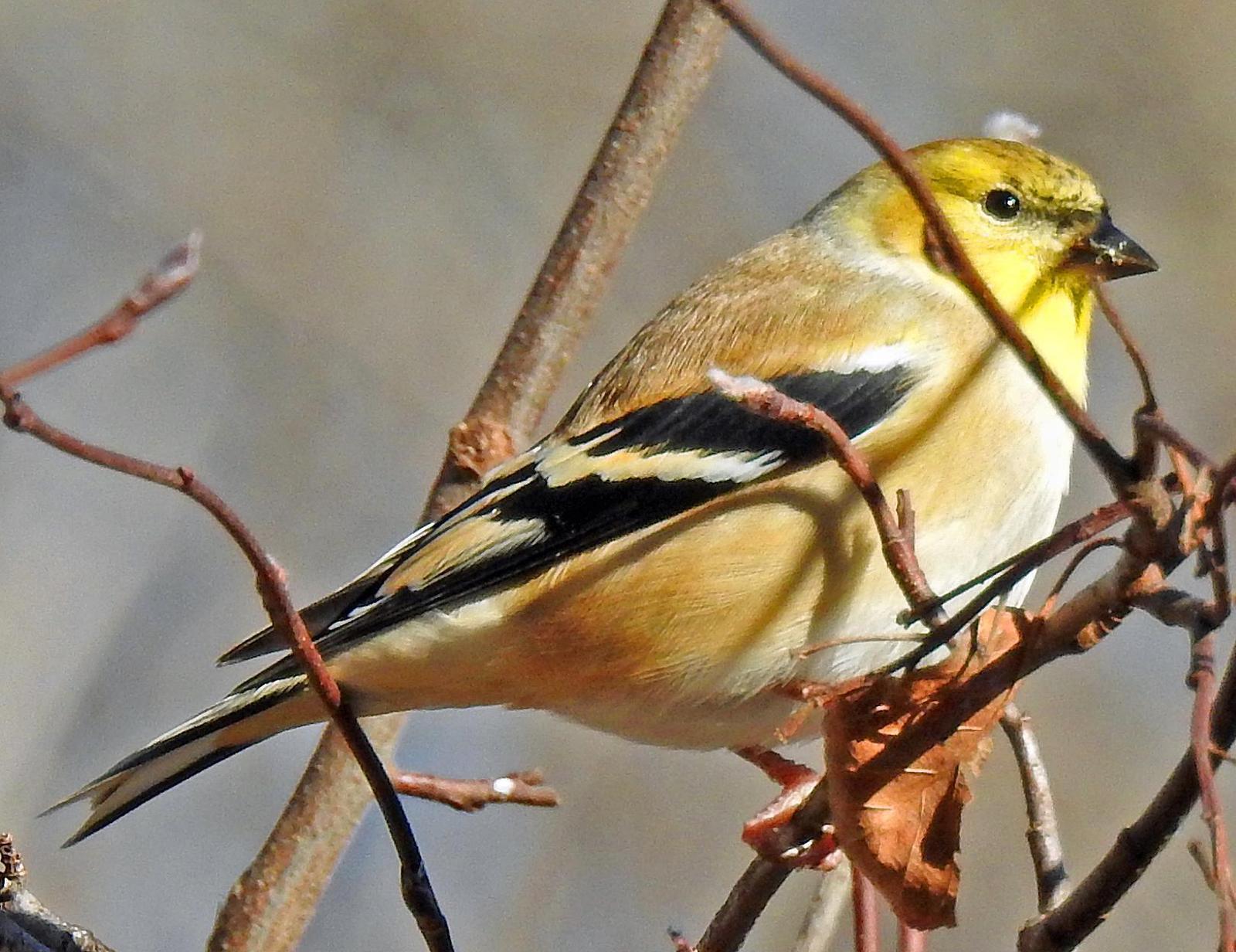 American Goldfinch Photo by Tom Gannon