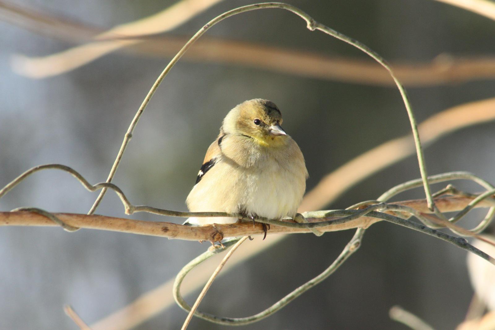 American Goldfinch Photo by Linda Fields