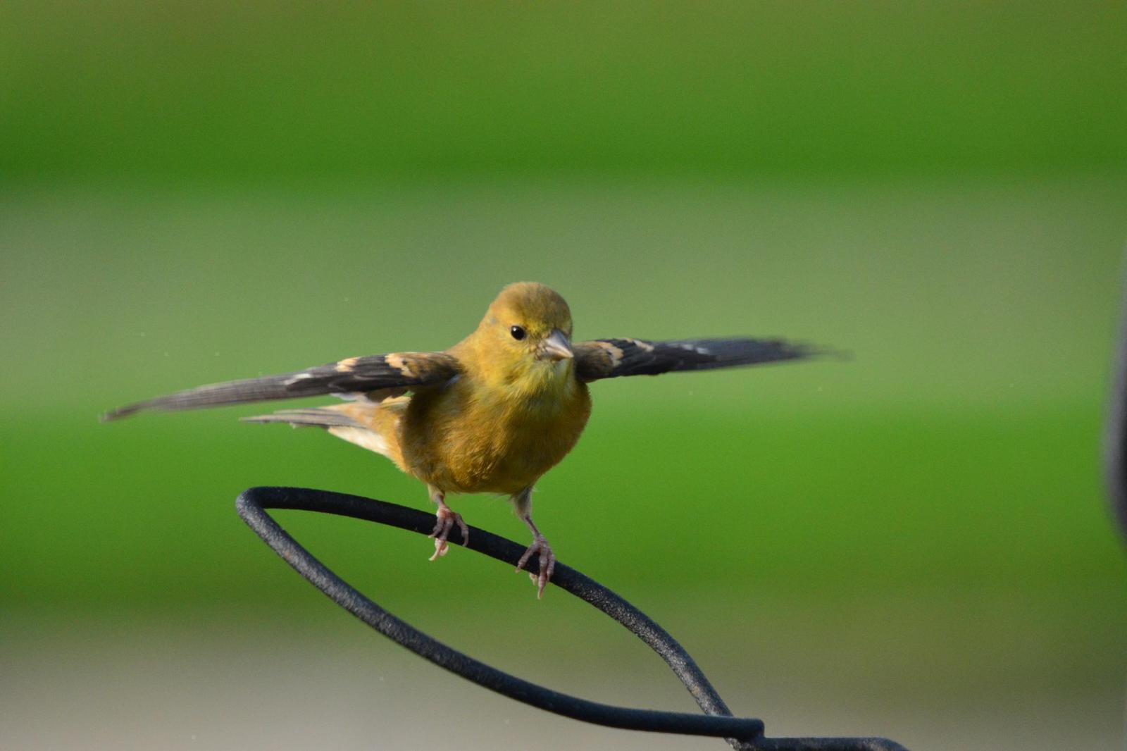 American Goldfinch Photo by Linda Cote