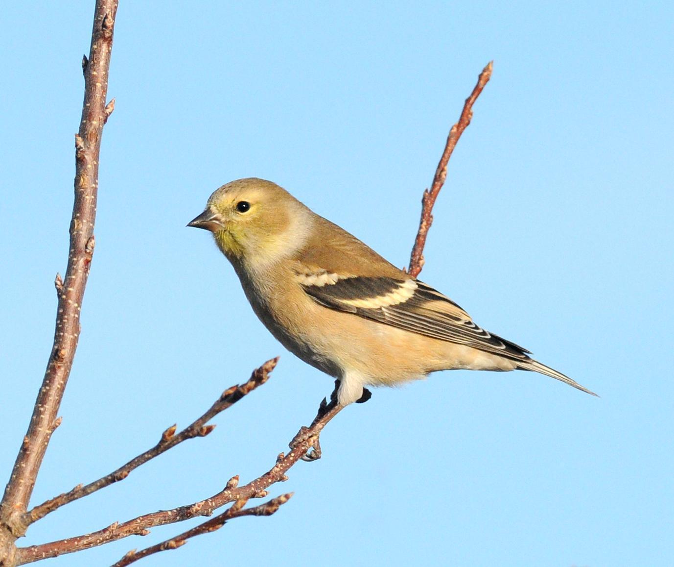 American Goldfinch Photo by Steven Mlodinow