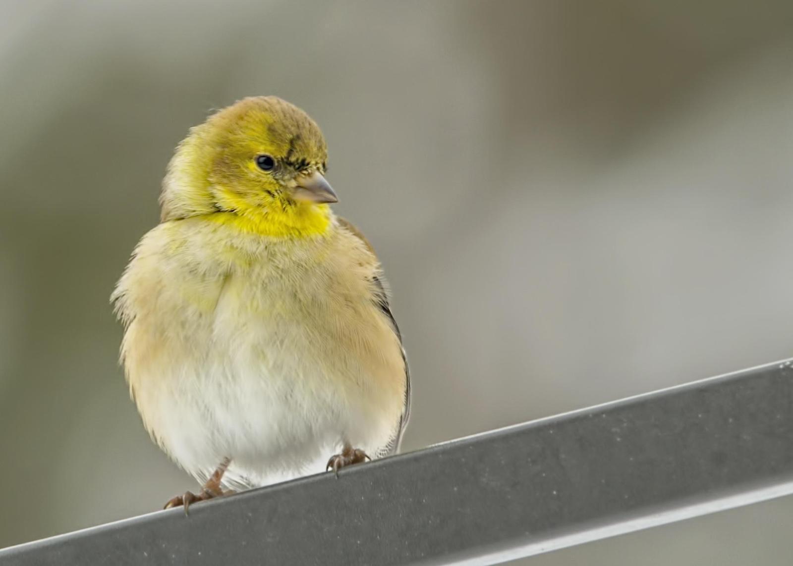 American Goldfinch Photo by Tracy Patterson