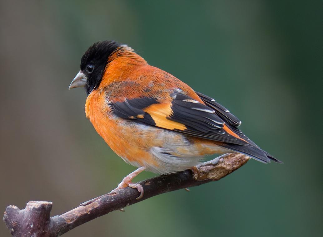 Red Siskin Photo by Brian Avent